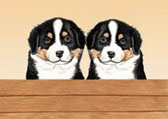 Bernese Mountain Dog Puppies